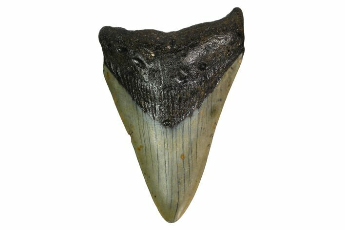 Bargain, Fossil Megalodon Tooth - North Carolina #153002